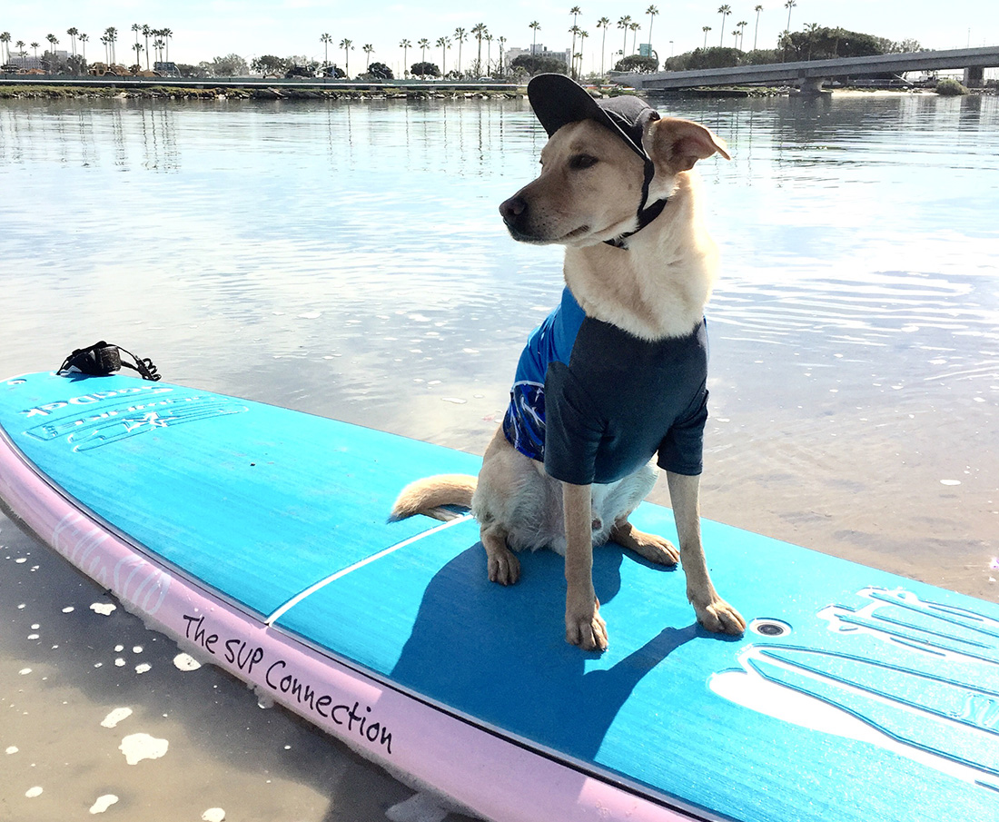 Sup rentals near me, sup rentals, sweetwater sup rentals, sup classes, sup classes near me, best sup classes in san diego, sup rentals in san diego, where to find sup rentals in san diego, sup boarding near me, best sup boarding alternatives near me, sup lessons, sup paddling in san diego, best sup paddling classes in san diego, paddling lessons, sup boarding, sup lessons, classes sociales sup, paddling socials sup, sup socials in San Diego, sup courses near me, stand up paddle boarding, stand up paddle board, inflatable paddle board, stand up paddle board, inflatable sup board, blow up paddle board, paddle board for sale, paddle board for rent, stand up paddle board inflatable, best inflatable paddle board, body glove inflatable paddle board, paddle board rental san diego, paddle boarding san diego, paddle board rental, sun outdoors san diego bay, san diego bay, paddling san diego bay, sup rentals san diego bay, sup rentals mission bay, mission bay sup rentals, mission bay paddle rentals, mission bay paddling, paddle boarding san diego, sup rental, san diego paddle boarding, san diego paddle board, stand up paddle board san diego, paddle board san diego, stand up paddle boarding san diego, san diego kayak rentals, kayak rentals san diego, paddleboard lessons, paddle board rental san diego, san diego paddle board rentals, sup yoga, sup san diego, Sup pups, Sup pups san diego, San diego sup yoga, Sup lesson san diego, Where to paddleboard with your dog , san diego paddleboard lessons, Sup rental san diego, La jolla cove paddleboarding, stand up paddle board lessons san diego, point loma paddleboard rentals, liberty station sup rentals