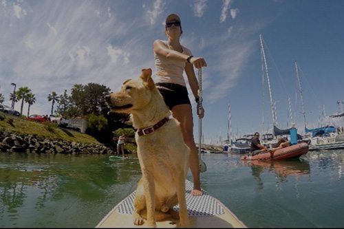 SUP Pups San Diego paddleboard lessons