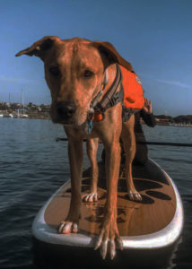 sup boarding near me, best sup boarding alternatives near me, sup lessons, sup paddling in san diego, best sup paddling classes in san diego, paddling lessons, sup boarding, sup lessons, classes sociales sup, paddling socials sup, sup socials in San Diego, sup courses near me, stand up paddle boarding, stand up paddle board, inflatable paddle board, stand up paddle board, inflatable sup board, blow up paddle board, paddle board for sale, paddle board for rent, stand up paddle board inflatable, best inflatable paddle board, body glove inflatable paddle board, paddle board rental san diego, paddle boarding san diego, paddle board rental, sun outdoors san diego bay, san diego bay, paddling san diego bay, sup rentals san diego bay, sup rentals mission bay, mission bay sup rentals, mission bay paddle rentals, mission bay paddling, san diego sup, sup san diego, paddle boarding san diego, sup rental, san diego paddle boarding, san diego paddle board, stand up paddle board san diego, paddle board san diego, stand up paddle boarding san diego, san diego kayak rentals, kayak rentals san diego, paddleboard lessons, paddle board rental san diego, san diego paddle board rentals, sup yoga, sup san diego, Sup pups, Sup pups san diego, San diego sup yoga, Sup lesson san diego, Where to paddleboard with your dog , san diego paddleboard lessons, Sup rental san diego, La jolla cove paddleboarding, stand up paddle board lessons san diego, point loma paddleboard rentals, liberty station sup rentals, Sup rentals near me, sup rentals, sweetwater sup rentals, sup classes, sup classes near me, best sup classes in san diego, sup rentals in san diego, where to find sup rentals in san diego, sup boarding near me, best sup boarding alternatives near me, sup lessons, sup paddling in san diego, best sup paddling classes in san diego, paddling lessons, sup boarding, sup lessons, classes sociales sup, paddling socials sup, sup socials in San Diego, sup courses near me, stand up paddle boarding, stand up paddle board, inflatable paddle board, stand up paddle board, inflatable sup board, blow up paddle board, paddle board for sale, paddle board for rent, stand up paddle board inflatable, best inflatable paddle board, body glove inflatable paddle board, paddle board rental san diego, paddle boarding san diego, paddle board rental, sun outdoors san diego bay, san diego bay, paddling san diego bay, sup rentals san diego bay, sup rentals mission bay, mission bay sup rentals, mission bay paddle rentals, mission bay paddling,